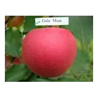 Саженцы яблони Гала Маст