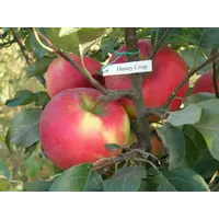 Купить саженцы яблони в Украине